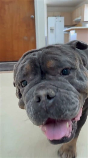 Biggah la baby #puppy #dogdad #babydog #americanbully #ytshorts #bulldog #cutedog #funny #dog #cute