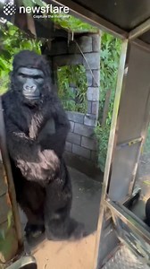 56K views · 242 reactions | An unexpected surprise at this dinosaur theme park thrills guests and leaves kids in terror! 練 | Newsflare | Facebook