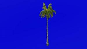 Download Tree Animation - coconut tree - cocos nucifera - Green Screen Chroma key - straight 1c for free