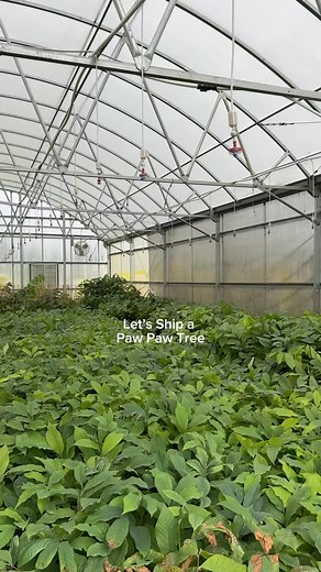 46 reactions · 3 comments | We ship a lot of trees out of this...