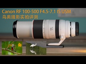Canon RF 100-500 鸟类摄影实拍评测