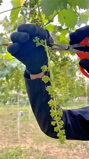 قطع العنب: لماذا يقوم المزارعون بذلك؟