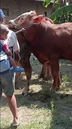 Cow mating process//love cow// #animals #cow #bull