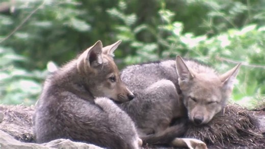 114K views · 10K reactions | Peaceful moments like this should be protected. With only 18 Red Wolves left in the wild, their safety and freedom depends on us. #saveredwolves | Wolf Conservation Center | Facebook