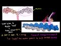 Lec 48 - Tropomyosin and troponin and their...