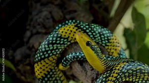 Rainbow tree snake, Royal tree snake, gonyosoma margaritatum native to borneo indonesia close up shot with natural bokeh background