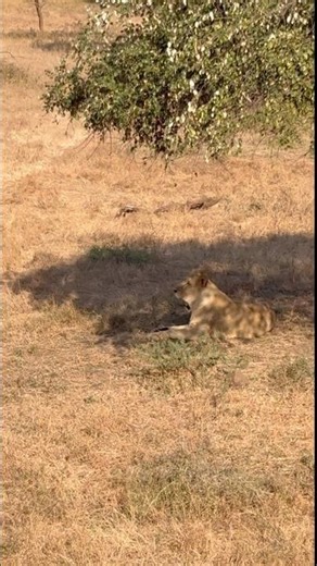We Finally Spotted the King of Gir 🦁 (Real Lion Sighting)|