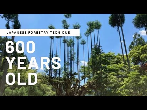 The 600-Year-Old Ancient Japanese Technique : Daisugi