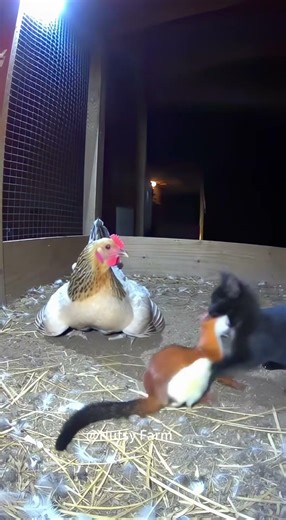 Cat: Mom! Look how awesome I am! #animals #weasel