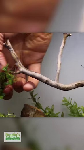 8.8K views · 188 reactions | 15 Gallon Aquarium Aquascaping Time Lapse! What fish would you add to this tank? What do you think of the final result? TANK ON! . . . . #timelapse #timelapses #timelapsevideo #dustinsfishtanks #tankon #aquarium #aquariums #aquascape #aquascaping #aquariumplants #scape #aquariumhobby #fishtank #freshwateraquarium #plants #plantlife #planted #plantedtank #plantedaquarium #aquascape #aquaticplants #love #loveit | Dustin's Fishtanks | Facebook