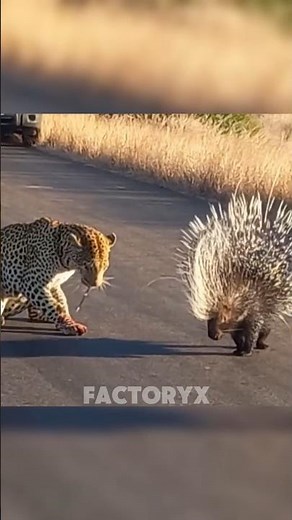 How Do Porcupines Shoot Quills? #shorts #shortsfeed