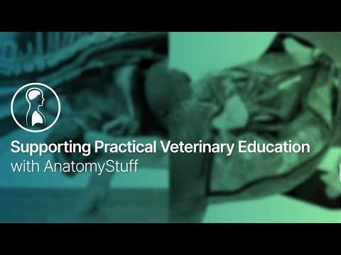 Supporting Practical Veterinary Training | AnatomyStuff Webinar