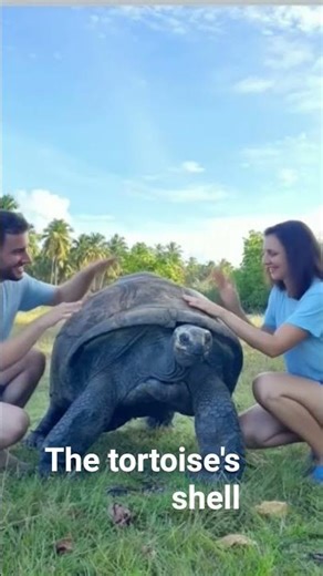 the tortoise's shell #turtle #explore