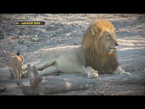 WE take a closer look at the social structure of a lion pride