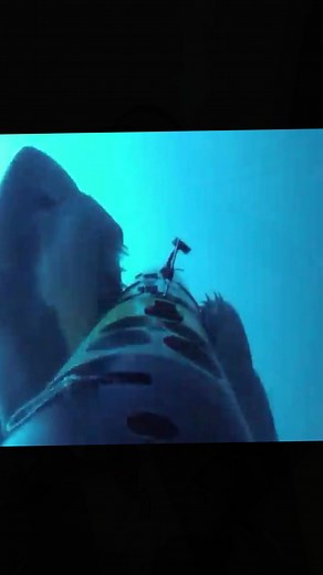 sharkabcabc on TikTok