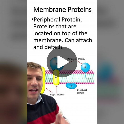 Integral vs peripheral protein #integral #peripheral #membraneprotein #cellmembrane #cell #biology #apbiology #apbio #greenscreen