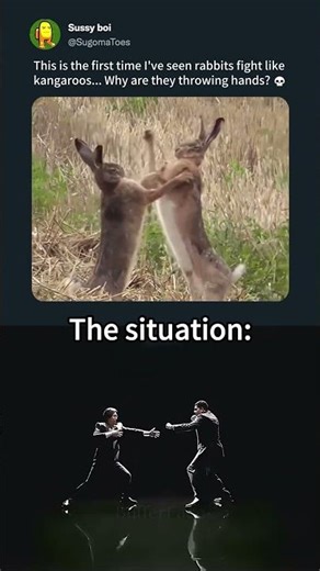 Why are they boxing like kangaroos? 💀