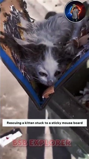 Watch till the end /BSB EXPLORER #bsb #shorts #viral #trending #explore #facts #entertainment