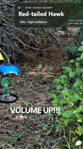Red-tailed Hawk call caught on Livestream. Volume up!! #birds #birdsounds #wildlife
