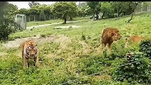 8M views · 217K reactions | Tiger vs Lion...Tiger Fights And Kills 2 Lions To Prove Who Is The King...Latest Lion Vs Tiger..mp4 | Myiphoneอุดรธานี มือถือแบรนด์แท้ ราคาถูกสุดในประเทศ | Facebook