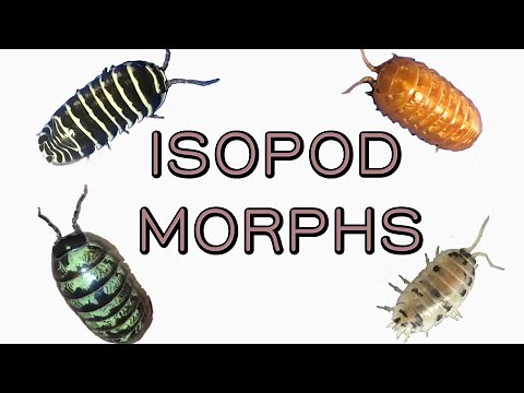 Isopod morphs: What are they and how do they work?