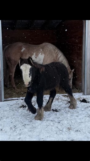 Blued eyed gypsy babies! Briggs has one blue eye and Skye has 2 shining blue eyes that capture my heart! #foals #gypsyhorses #gypsies #vanner #gypsyvanner