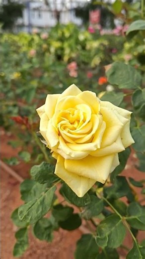 beautiful flowers #shorts #flowers #beautiful #rose #real #nature