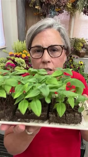 *Current Links & Offers in Bio* LINKS IN BIO! Or go to thegardenersworkshop.com It’s never ‘too late’ to start seeds. You simple pickup your seed starting timeline where you are and start—- so simple! How to know when to plant what? My BIG Calendar-Journal Soil blocking tools, kits, supplies, and workshop. All in my SHOP. #gardenersworkshopfarm