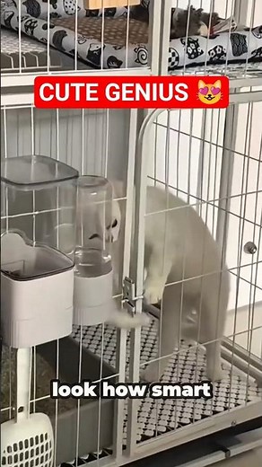 Smart & Adorable Cats 🤯 You Won’t Believe What They Can Do!