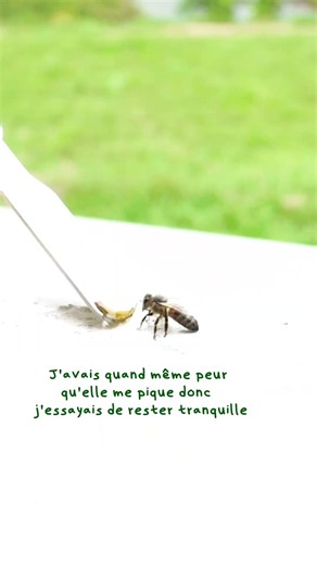 J'ai sauvé cette petite abeille fatiguée 🐝