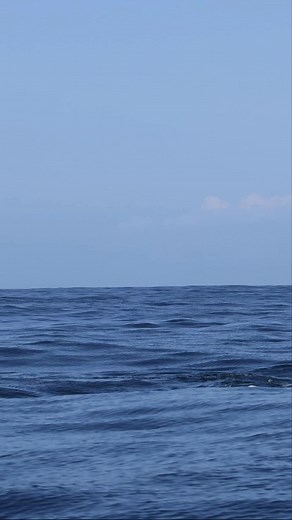Day three of the virus and madness is setting in. Just kidding. I'm eating popsicles, watching movies and wishing I was over this stupid covid so I can get back on the Ocean. In the meantime, I've got another reel for you to check out. These are Risso's dolphins and Pacific white-sided playing together. Ok so here's my preemptive argument for the Instagram and Facebook "experts" 1)The big ones are Risso's dolphins- Not Orcas, not False Killer Whales. 2) They are playing -I've been doing this for