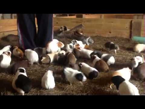 Massive Herd of Crazed Guinea Pigs!