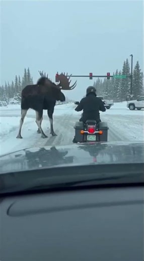 Motorcycle vs Moose Horrifying Collision Caught on Camera as Moose Slams into Rider on Icy Road