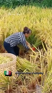 126 reactions · 14 shares | Rice Farming and Harvesting Techniques. Watch This! #highlight #farming #harvesting | Efigenia Lustre | Facebook