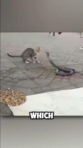 Why Your Cat Could Defeat a Snake! 🐱🐍