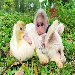 46K views · 3.4K reactions | Monkey plays with puppy and duck | Monkeys TV | Facebook