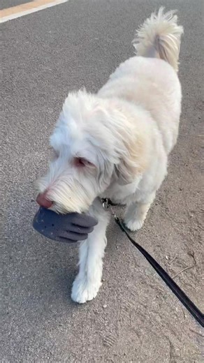 お散歩中で手袋🧤見つけたよ。#犬のいる生活 #犬おもしろ #犬おもしろ動画 #犬癒し動画