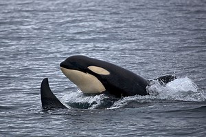 Orca