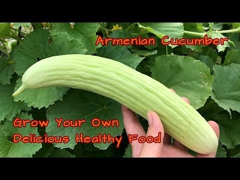 Growing Armenian Cucumber And How They Taste
