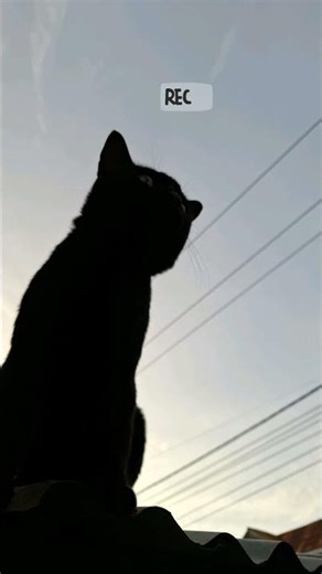 SZA , Travis Scott - Open Arms (Cover) Part 1