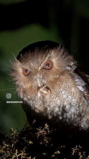 Face to face with the Long-whiskered Owlet! This is a remarkable and elusive species of owl found only in a small region of cloud forest in northern Peru. This tiny owl, measuring just about 13 cm (5 inches) in length, is known for its extraordinary long white facial whiskers that give it a unique and endearing appearance. @swarovskioptik_birding @phoneskopebirding @globalbirding #birdingtours #nature #adventures #wonderful_places #culture #lake #experince #vip #tours #owl #birding #birdingphoto