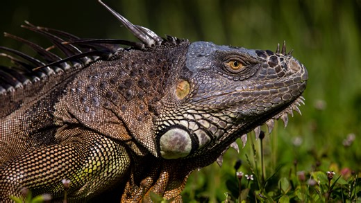 Riders on the storm: 5 animals besides flamingos that have been delivered to Florida