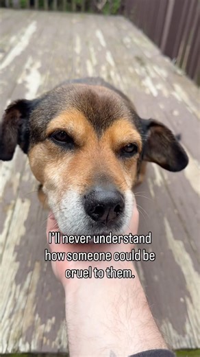 Animals deserve kindness 🥺 #shorts #dog