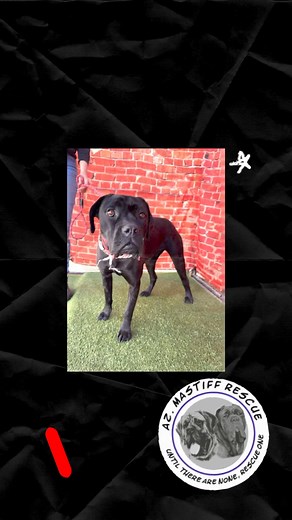 2K views · 49 reactions | Meet lucy !!This charming, young sweet...