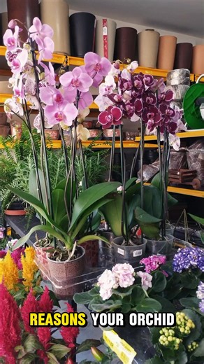 📌Reasons Your Orchid isn’t Blooming and How to Fix Each One👇👇 | Indoor Garden Plants