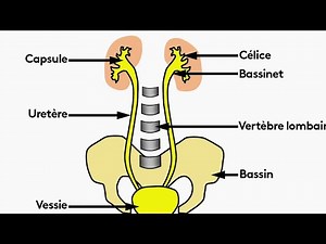 Health - All about cystitis