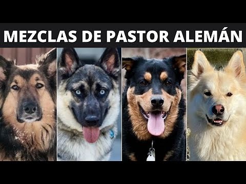 LAS 7 MEZCLAS DE PASTOR ALEMÁN MÁS POPULARES 🐕🐶
