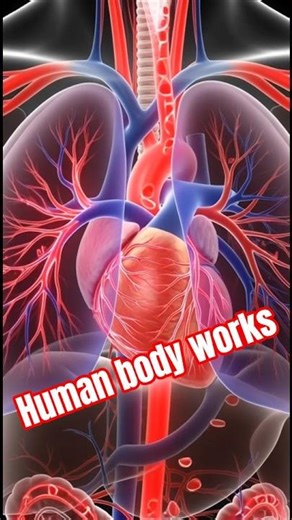 how the Human body works#sicencefact #3DAnimation #MedicalScience