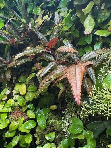 Rainforest Foliage🌿 on Instagram: "Last shots of the terrarium, I’m moving to PR for a couple months and I had to take it to the storage 🥲 but it’s still with me, hopefully next year when I get back I can make it look better🌿 I’ll be sharing plants from my trip💚🌿🤙🏼 #terrariumlove #terrariumdesign #terrarium #terrariumimaginarium #terrariums #terrariumplants #terrarium #paludarium #terrascaping #mossarium #jewelorchid #dartfrogvivarium #dicr