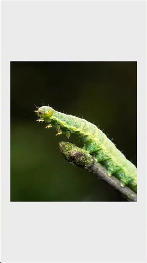 Macro Frames 📸🐛